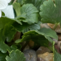 Ranunculus bilobus